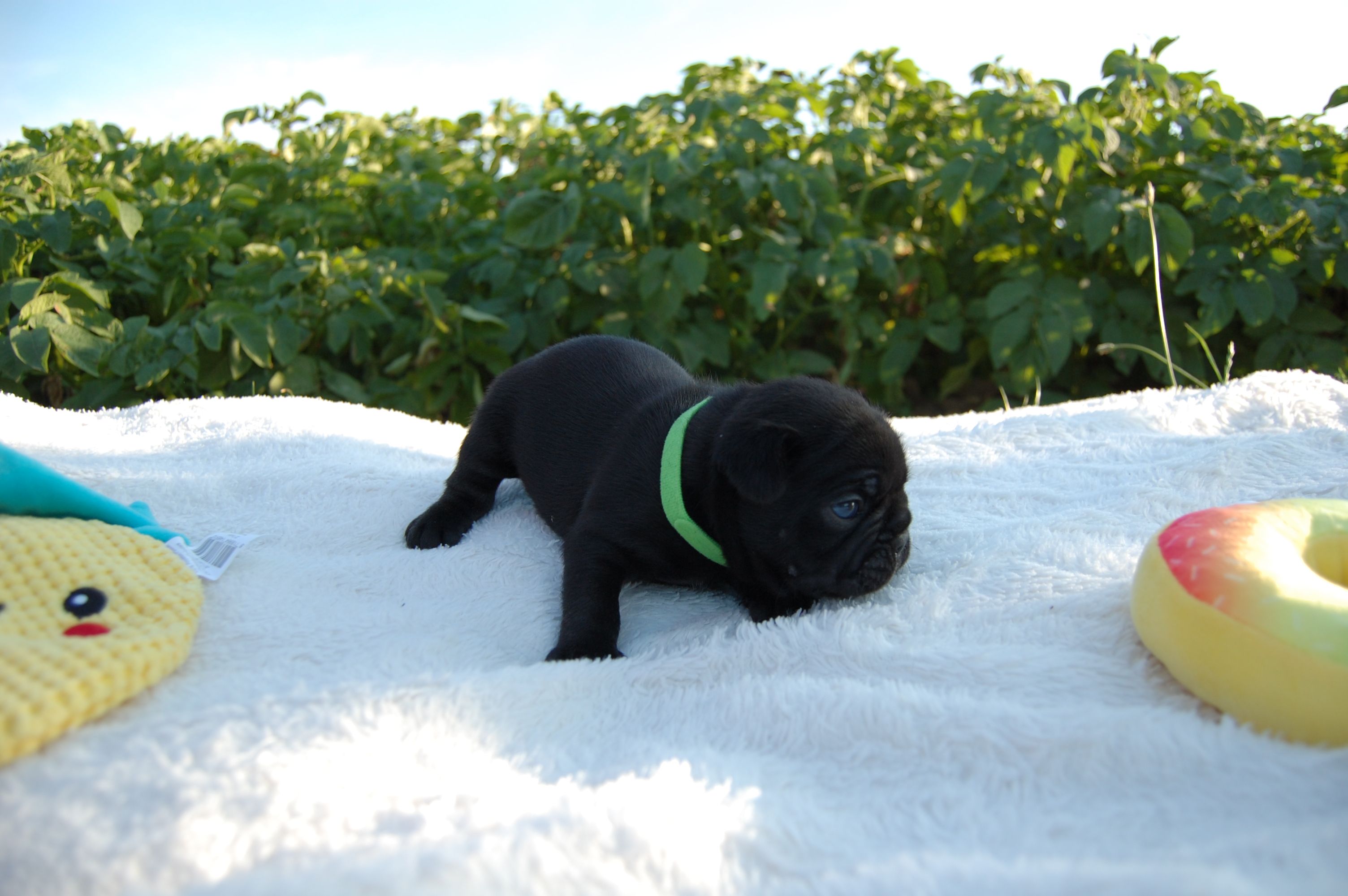 <svg class='green'></svg> <b>Mr.Sirius Black</b> <svg class='green'></svg>